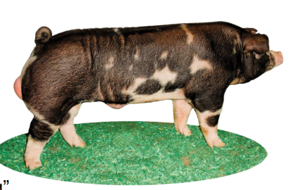 <p>Developed from many breeds (including Poland China); originally called the Warren County Hog</p>