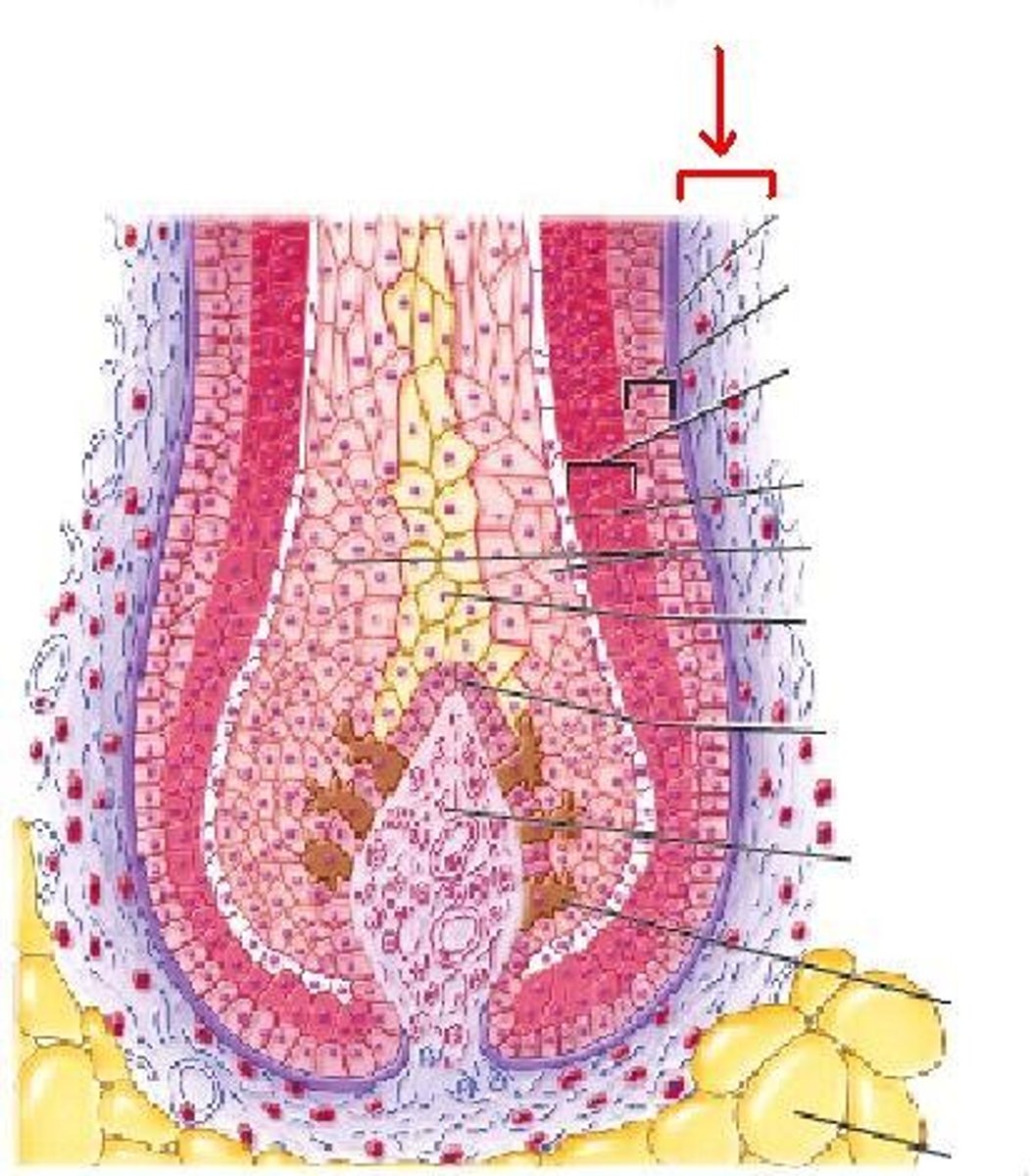<p>dense dermis surrounding the hair follicle</p>