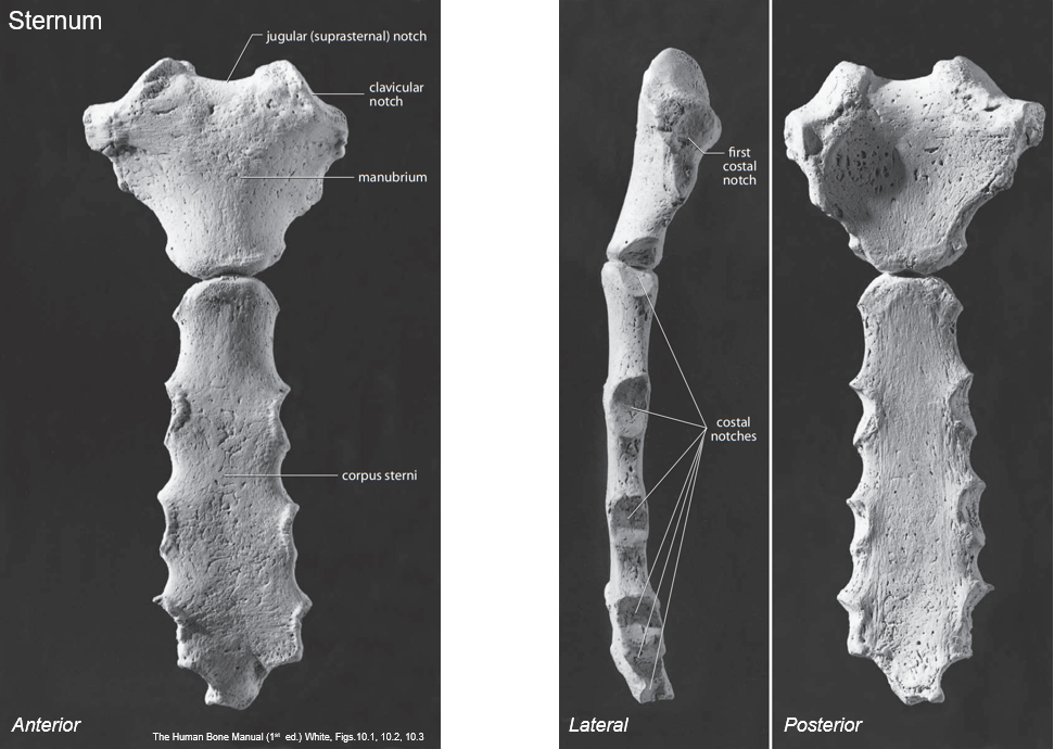 <p>How are the parts of the <strong>sternum </strong>connected?</p>