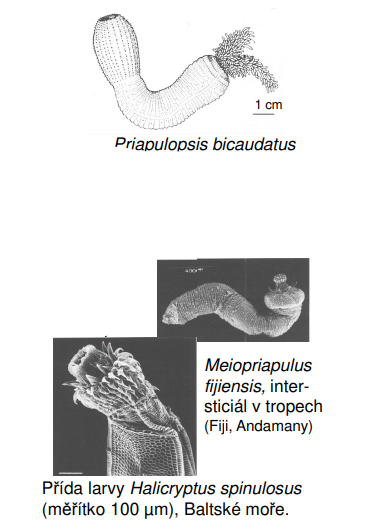 <p>Priapulopsis bicaudatus</p><p>Meiopriapulus fijiensis, intersticiál v tropech (Fiji, Andamany)</p><p>Halicryptus spinulosus (měřítko 100 µm), Baltské moře.</p><p>Priapulus caudatus</p>