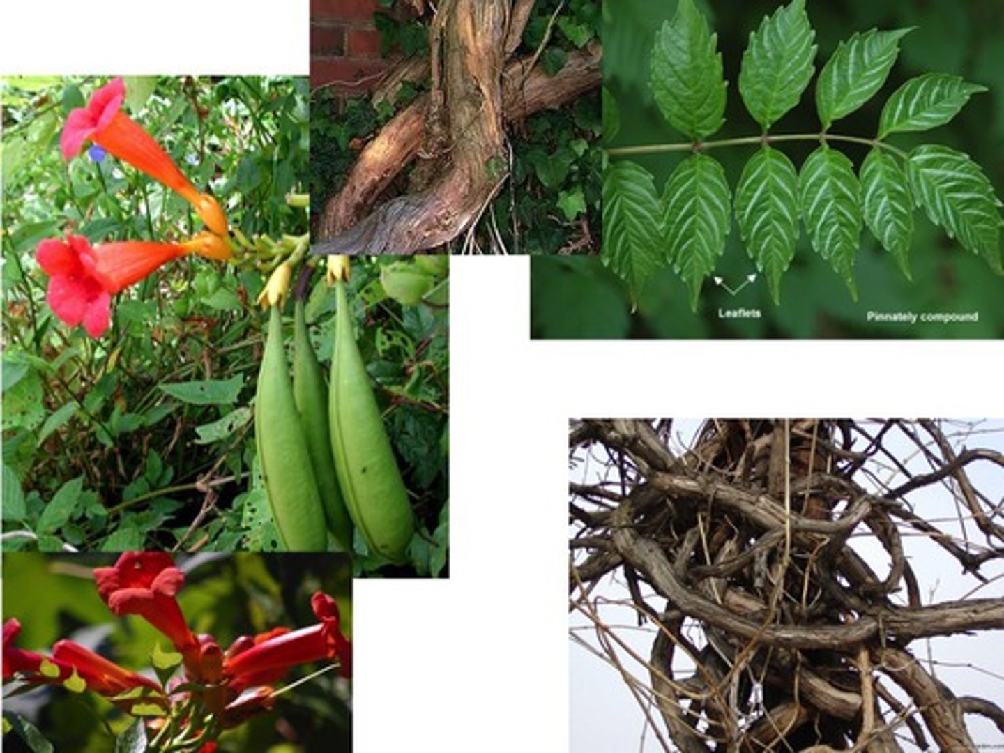 <p>trumpet-creeper</p><p>Family: Bignoniaceae</p><p>- Giant fruit</p><p>- Vine type of tree</p>