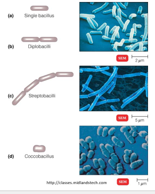 <p>Bacilli divide across their short axis (perpendicular to the long rod, divide across their width) in one plane, leading to fewer arrangement patterns.</p>