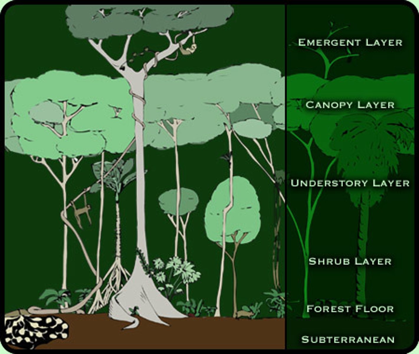 <p>Dense covering formed by the leafy tops of tall rainforest trees.</p>