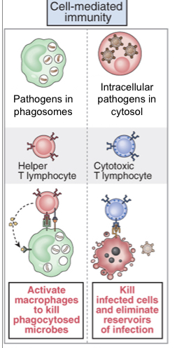 <p>Intracellular pathogens (or as long as they appear in intracellular spaces)</p>