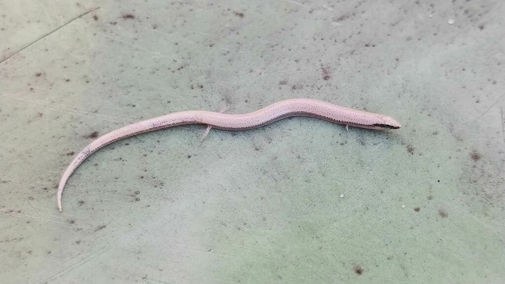 <p>Florida Sand Skink, narrow C range in FL, endemic, very small limbs, microscopic toes on hindlimbs, leave wavy ripples in sand, bright white, less than an inch long, threatened</p>
