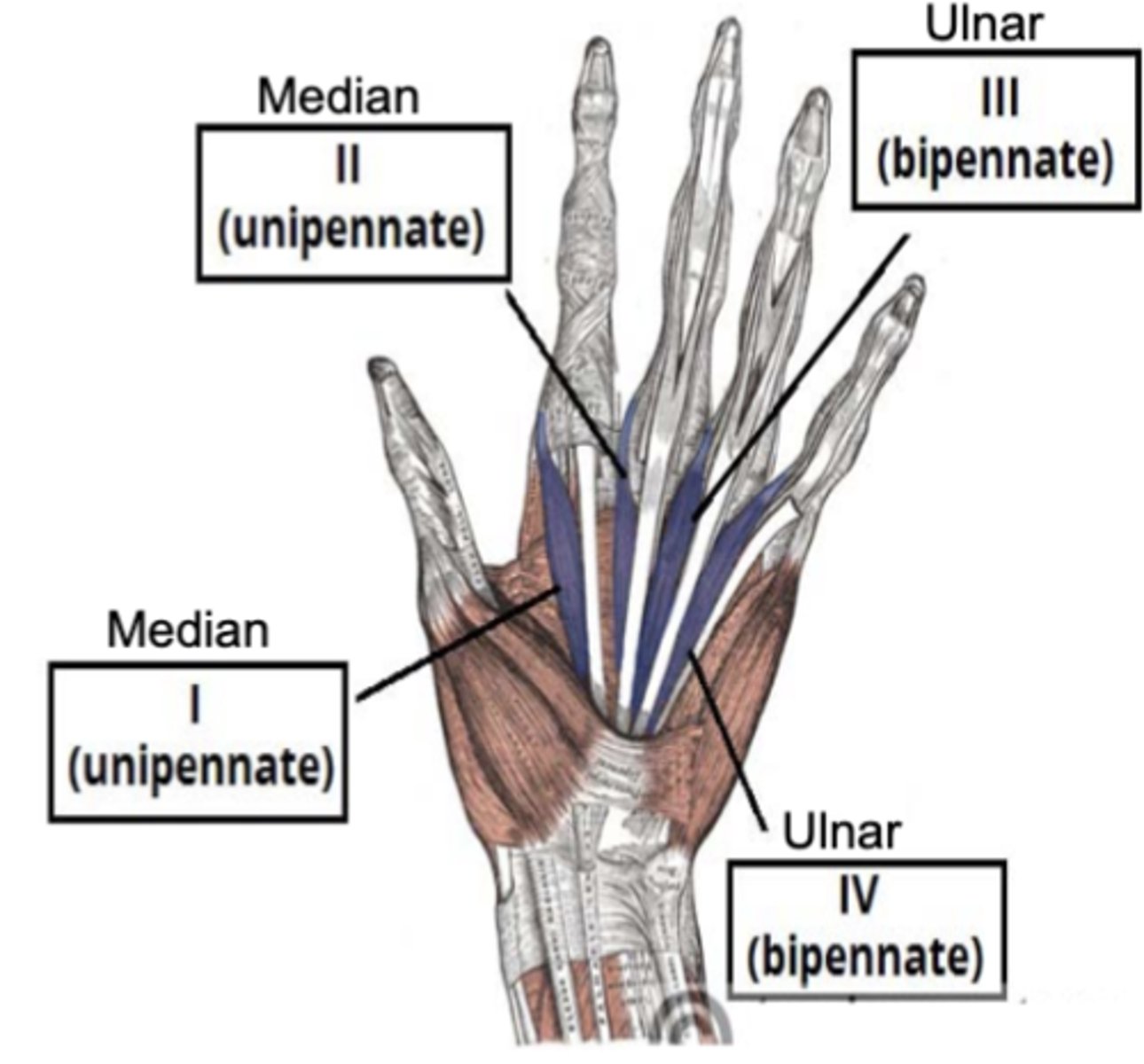 <p>ID muscle- flex metacarpophalangeal joints, extend interphalangeal joints</p>