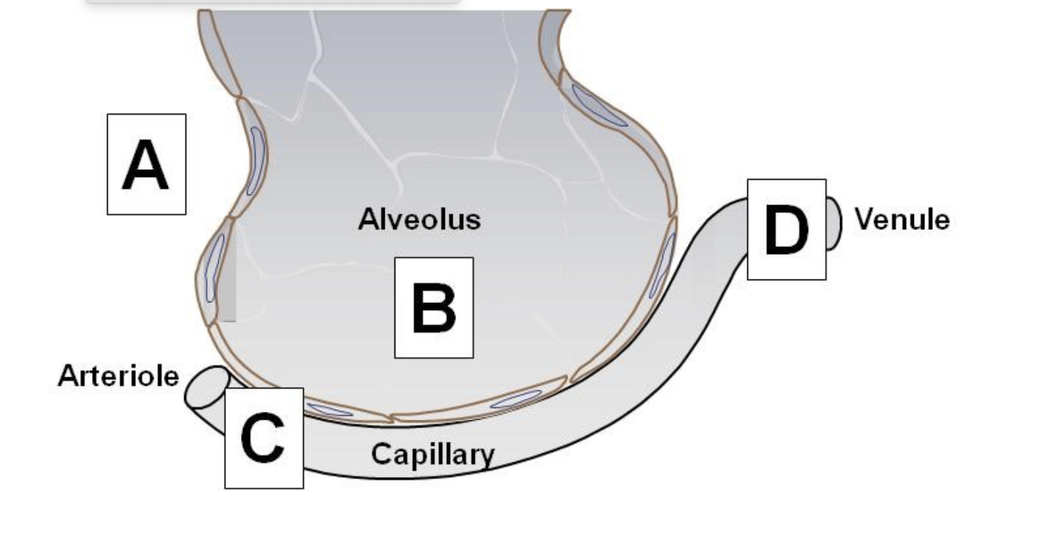 The partial pressure of carbon dioxide at point D: