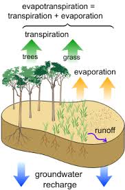 <p>A combination of evaporation and transpiration (water lost from plants leaves stomata); depends on vegetation type, climate, and time of year.</p>