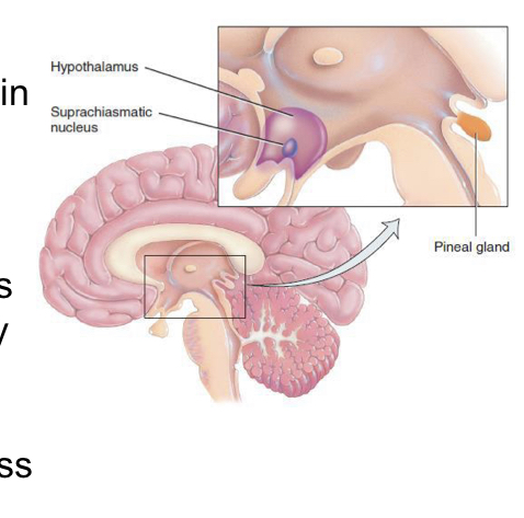 <p>• Sensory signals about daytime/nighttime tell parts of our brain to prep for sleep/waking</p><p>• Suprachiasmatic nucleus: a small group of neurons in the hypothalamus responsible for coordinating the many rhythms of the body.</p><p>• Directs pineal gland to produce melatonin, which triggers sleepiness</p>