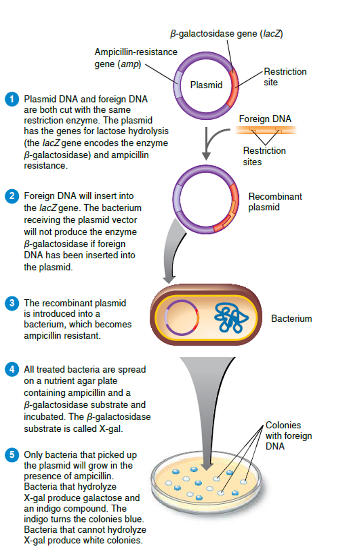 knowt flashcard image