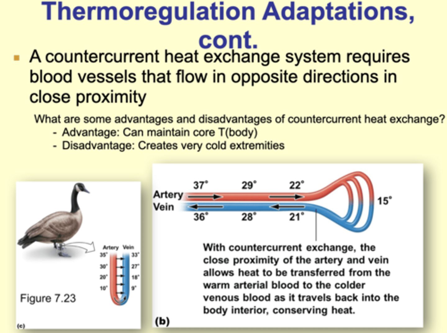 <p>Advantage: Can maintain core T(body)</p>