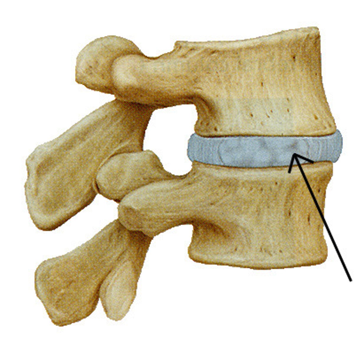 <p>mass of fibrocartilage between adjacent vertebrae that acts as a shock absorber and spacer beginning at C2</p><p>*makes up 20-30% of the height of the column</p><p>**thickness varies and increases as you go down the spine</p>