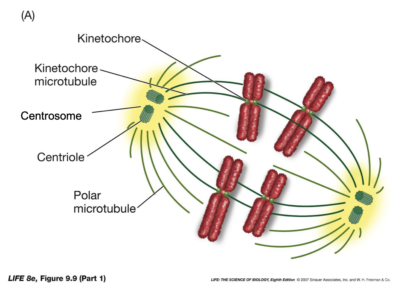 <ul><li><p>Keep chromatids paired until all are attached to a kinetochore microtubule</p></li><li><p>Have unstable kinetochore microtubules that can grow and probe the cytoplasm and only become stable once captured by a kinetochore</p></li><li><p>Make sure 2 kinetochore microtubules from the same spindle can’t capture both chromatids of a chromosome</p></li><li><p>Have a checkpoint that senses when all the chromatids have been captured and only then allow the chromatids to separate by dissolving the centromere</p></li></ul>