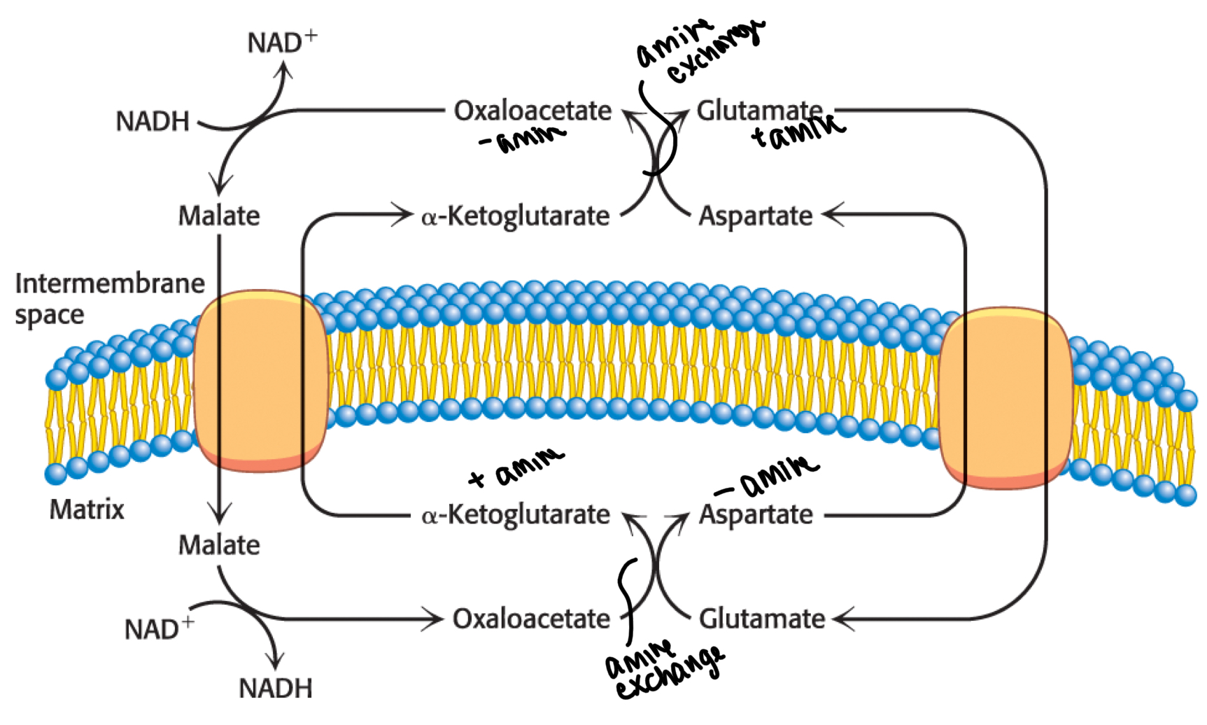 <p>-prominent in heart and liver</p><p>-cytoplasmic NADH transfers e- to oxaloacetate to form malate</p><p>-malate transfers e- to NAD+ in matrix to go back to oxaloacetate</p>