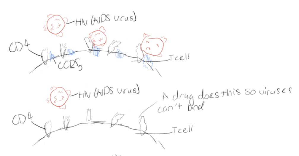 <p>They have to be complementary in shape</p><p>A drug can change the shape of the receptor so HIV cannot bind anymore removing the CCR5</p>