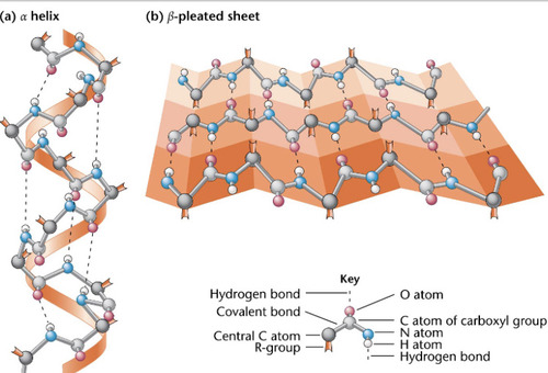 <p>occurs when the sequence of amino acids are linked by hydrogen bonds which connect portions of the backbone in a repetitive pattern. 2 types- alpha helix, beta pleated sheet</p>