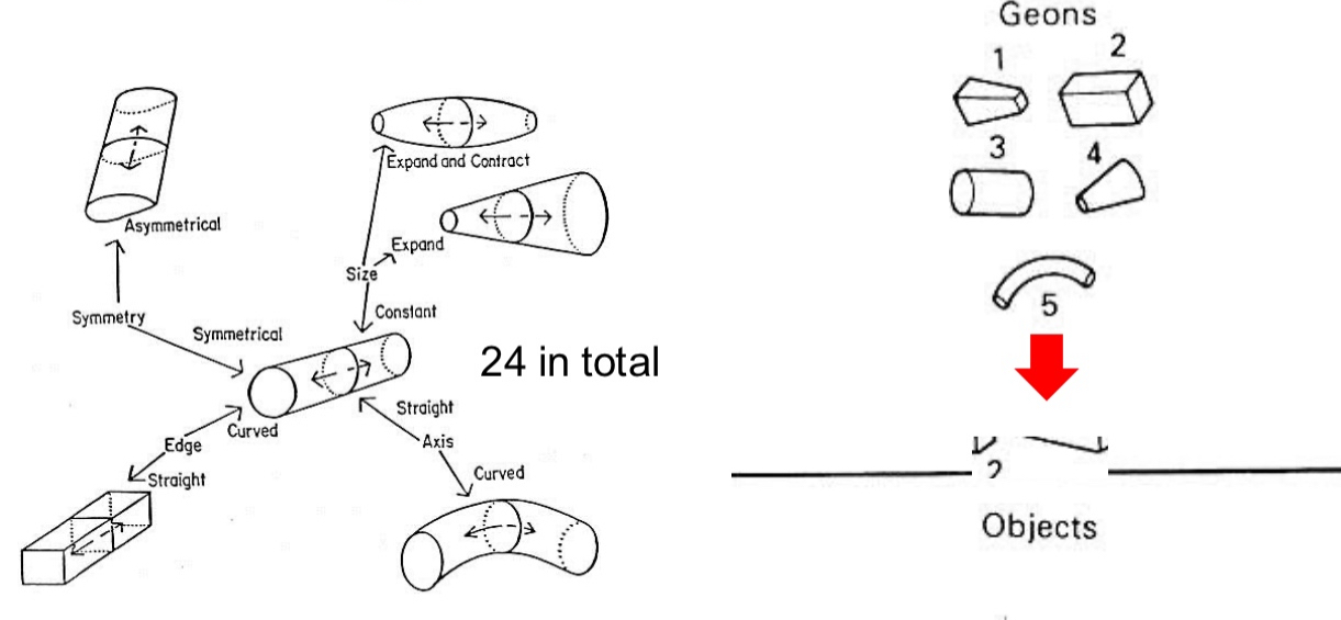 <ul><li><p>Don’t have cylinders but geons</p></li><li><p>geons - generalized cylinders where the cross-section can vary over the length of the axis, which itself might not be straight</p></li></ul><p></p>