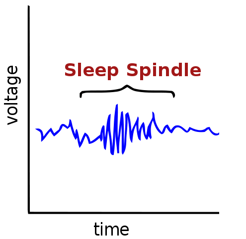 <p>Only in sleep stage 2</p><p>Rapid burst of brain activity</p><ul><li><p>Helps memory, editing/storing info from the day</p></li></ul><p></p>