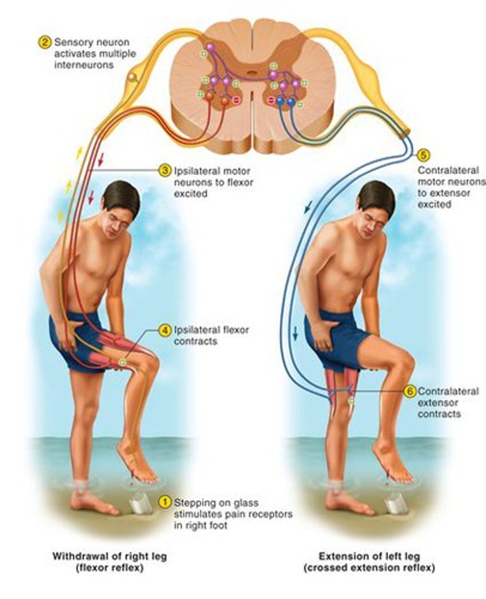 <p>involves multiple synapses and at least one interneuron</p>