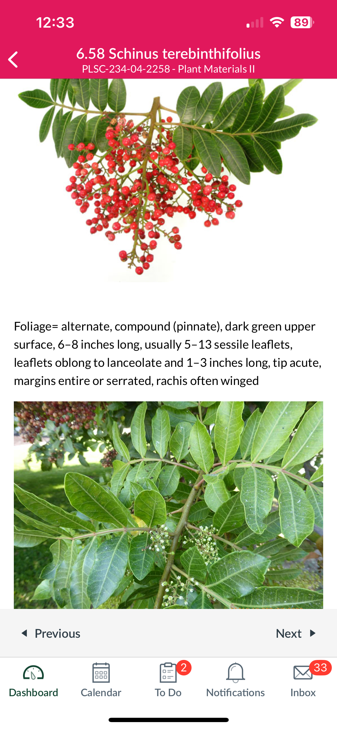 <p>Schinus terebinthifolius</p>