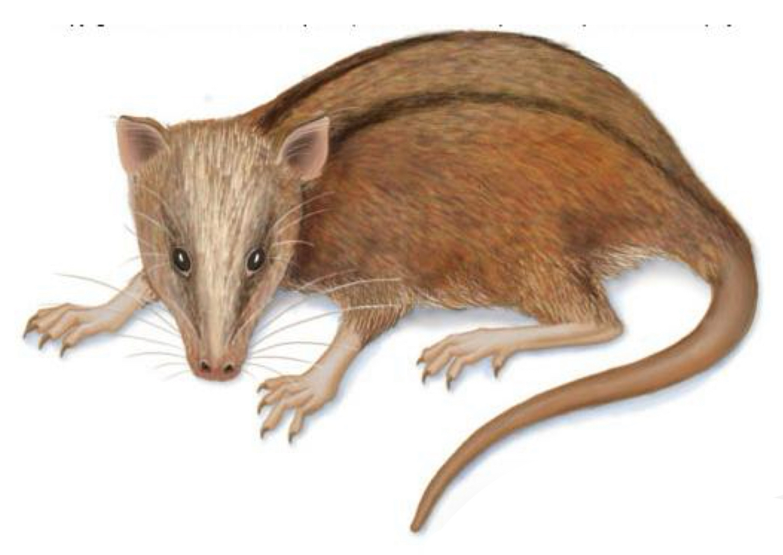 <p>What were the first organisms in class Reptilia considered to be mammals and why</p>