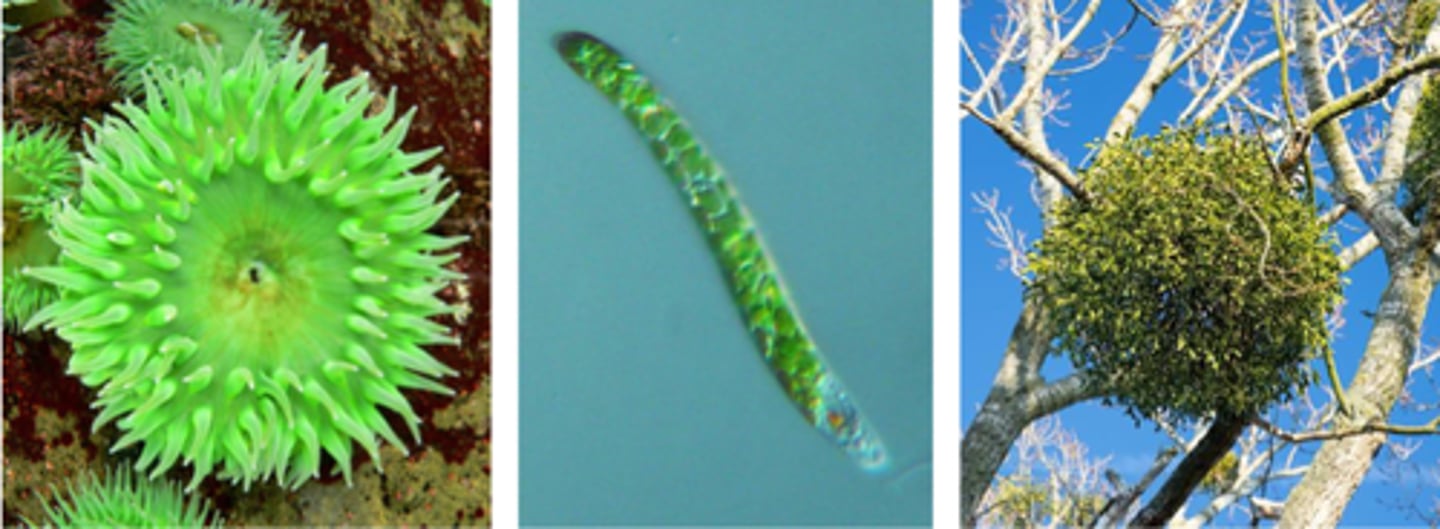 <p>an organism that obtains its energy from more than one source</p>