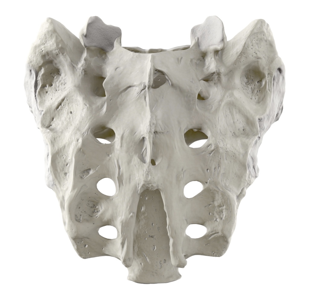 <p>Identify the bone.</p>