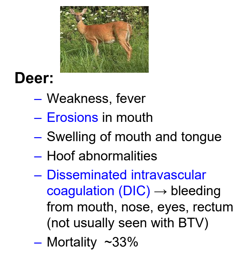 <ul><li><p><strong>erosions</strong> in mouth</p></li><li><p><strong>disseminated intravascular coagulation</strong> (DIC)&nbsp;→ not usually seen with BTV</p></li><li><p>mortality ~33%</p></li></ul><p></p>