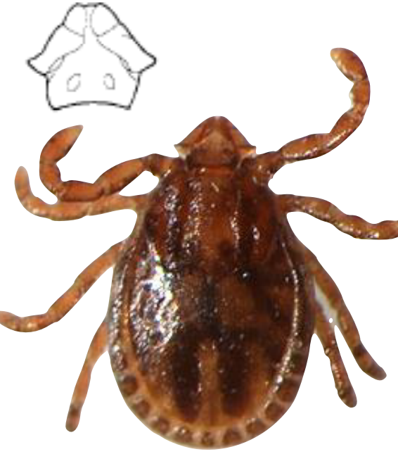 Identify the genus