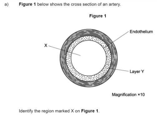term image