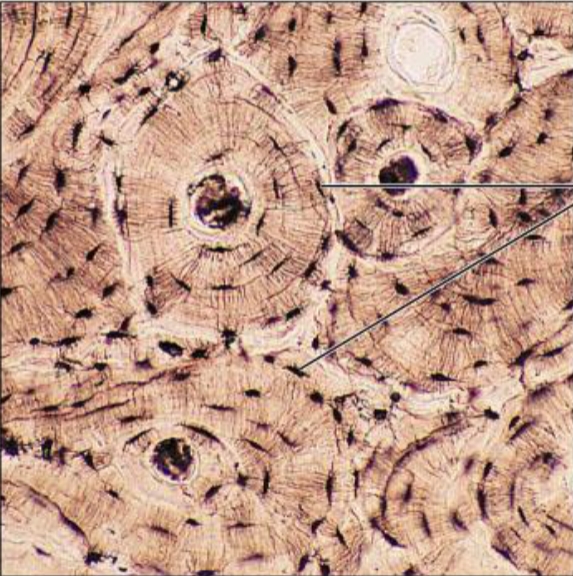 <p>Parts of cell</p>