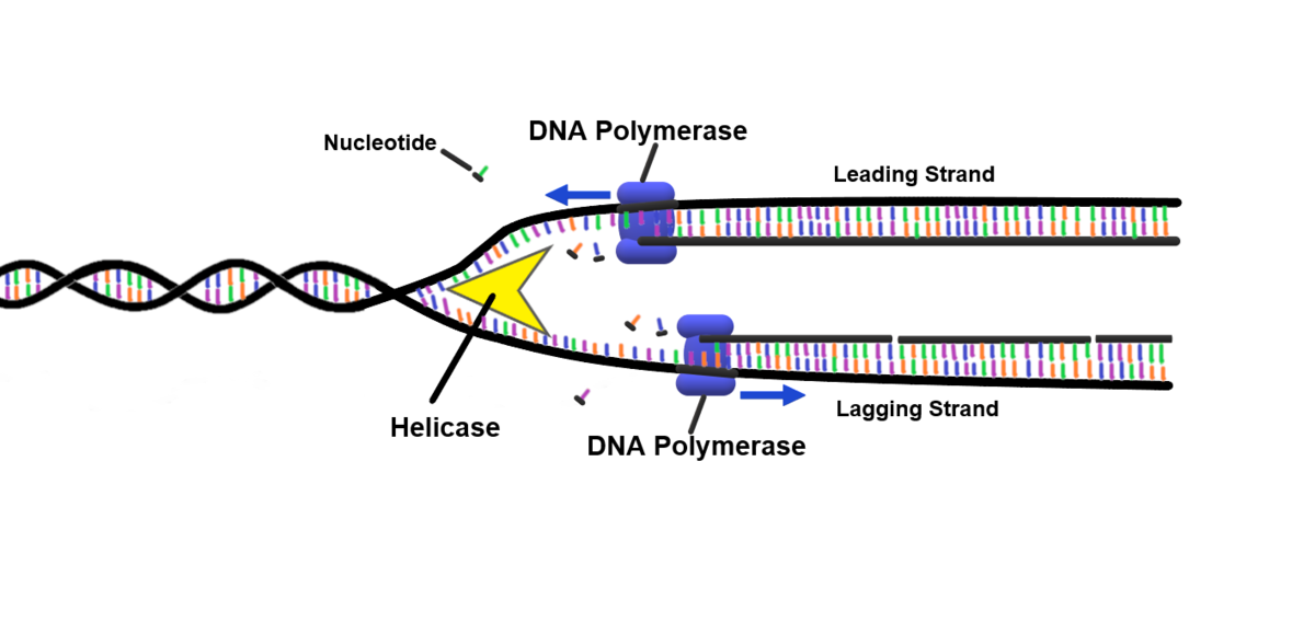 <p>DNA Polymerase</p>