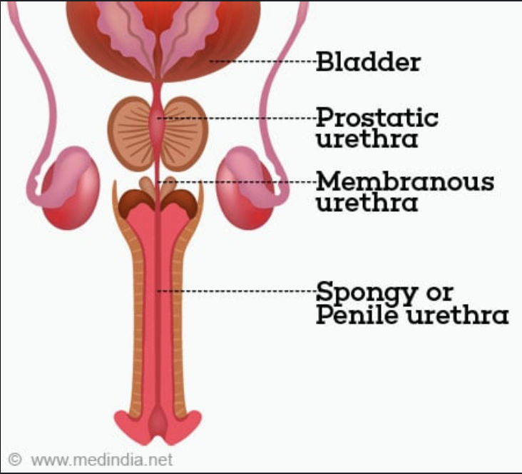 <p>Male anatomy: Know these structures:</p><p>a. Testis</p><p>b. Epididymis (Head, body,</p><p>tail)</p><p>c. Scrotum</p><p>d. Ductus deferens</p><p>e. Prostatic urethra</p><p>f. Membranous urethra</p><p>g. Spongy urethra</p><p>h. Spermatic cord</p><p>i. Inguinal canal</p><p>j. Penis (Body, glans)</p><p>k. Cremaster muscle</p><p>l. Dartos muscle</p>