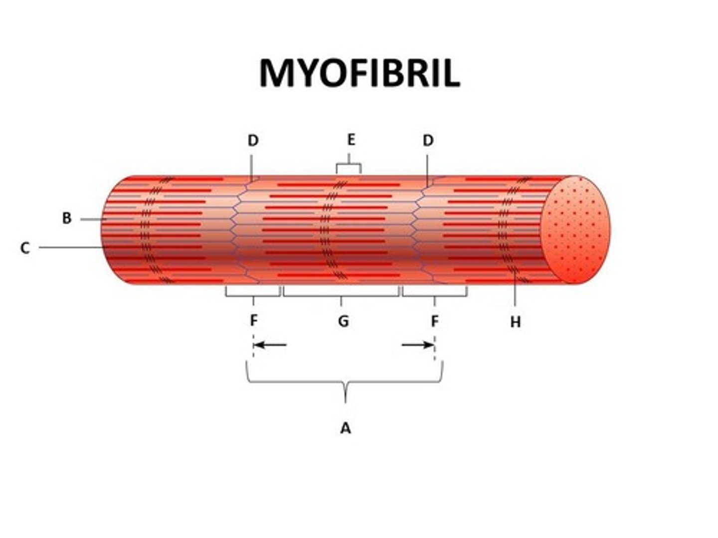 <p>(A BAND) dark area; extends length of the thick filaments</p>