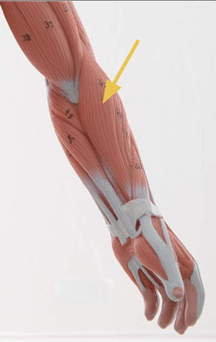 <p>Brachioradialis m.</p><p>O: Lateral supracondylar ridge of humerus<br>I: <span>styloid process of radius</span><br>A: elbow flexion <br>Inn: Radial n.<br>-"The drinking muscle"</p>