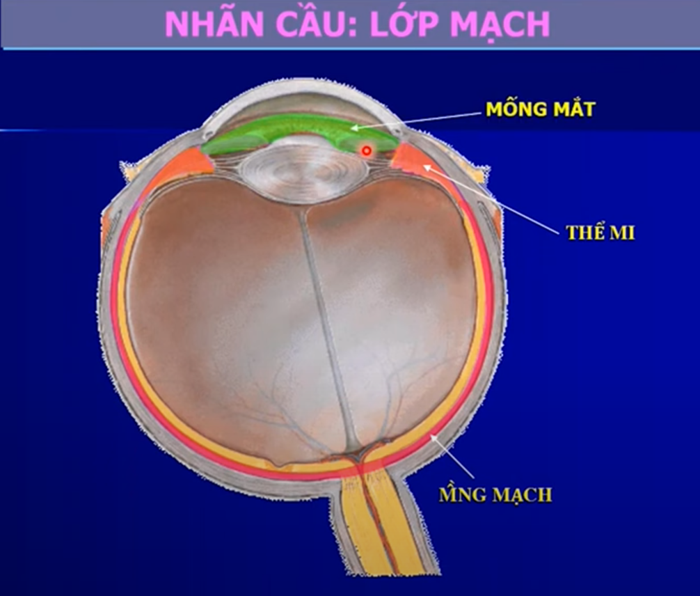 <p>1/ Lớp xơ + Lớp mạch + Lớp trong</p><p>2/ Giác mạc + Củng mạc </p><p>3/ Màng mạch + Thể mi + Mống mắt </p><p>4/ Tầng sắc tố + tầng não, Điểm vàng + Điểm mù </p><p><span style="color: purple"><em>(Mống mắt ~ tròng đen, củng mạc ~ tròng trắng) </em></span></p>