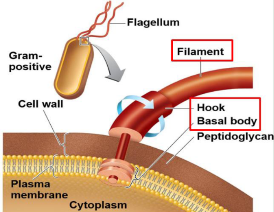<p>Filament (outermost region), Hook (attachment point), and Basal Body (anchors to the cell wall and membrane).<br></p>