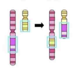<p><span>This Image shows a Diagram of a _________ Mutation</span></p>