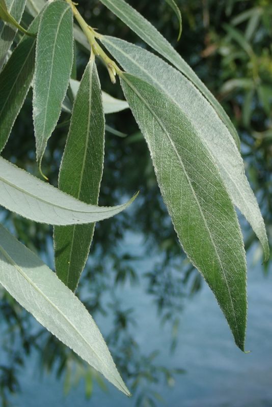 <p>Salix alba</p>