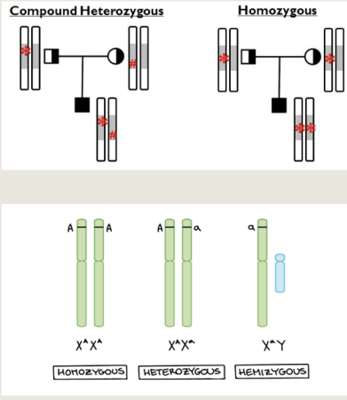 <p>Single-Gene Disorders</p>