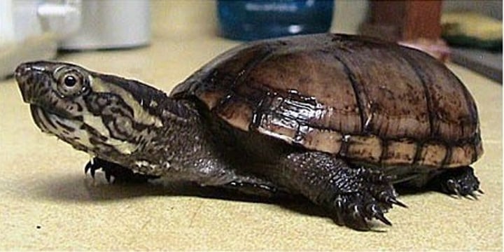 <p>12.5cm in length</p><p><strong>Unmarked brown carapace</strong></p><p><strong>Carapace lacks keel and is usually smooth</strong></p><p>Head is brown with yellow mottling, sometimes with two lines extending from eye to back of head</p><p>Two hinges on plastron</p>