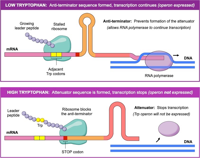 <ul><li><p>If trp is <u>high</u>, ribosomes move quickly, causing <u>terminator</u> loop in mRNA that stops transcription</p></li><li><p>If trp is <u>low</u>, ribosome stall, forming an <u>anti-terminator</u> loop, allowing transcription to continue</p><ul><li><p>Attenuation: transcription is terminated shortly after initiation before completing the transcript</p></li></ul></li></ul><p></p>