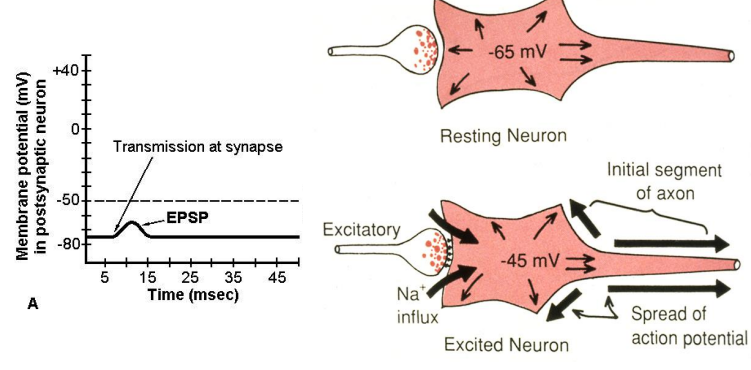 <p>– Postsynaptic receptor <strong>opens ion channels</strong> for <strong>sodium </strong>(not specific to sodium, just needs to depolarize, i.e efflux of Cl-)</p><p>– Sodium ions enter cell causing <strong>depolarization</strong> </p><p>– Amplitude is typically <strong>1 mV</strong> </p><p>– Duration <strong>2 to 15 milliseconds</strong></p><p><strong>Threshold must be met to fire action potential</strong></p>