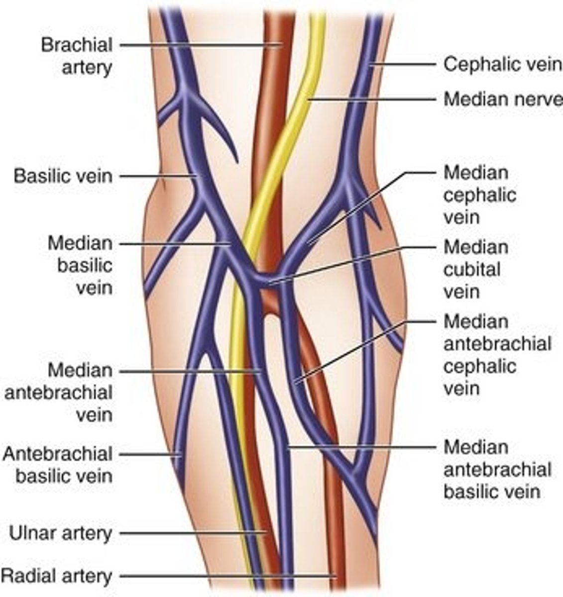 <p>- Cephalic Vein (lateral)</p><p>* Goes to the clavipectoral</p><p>- Basilic Vein (medial)</p>