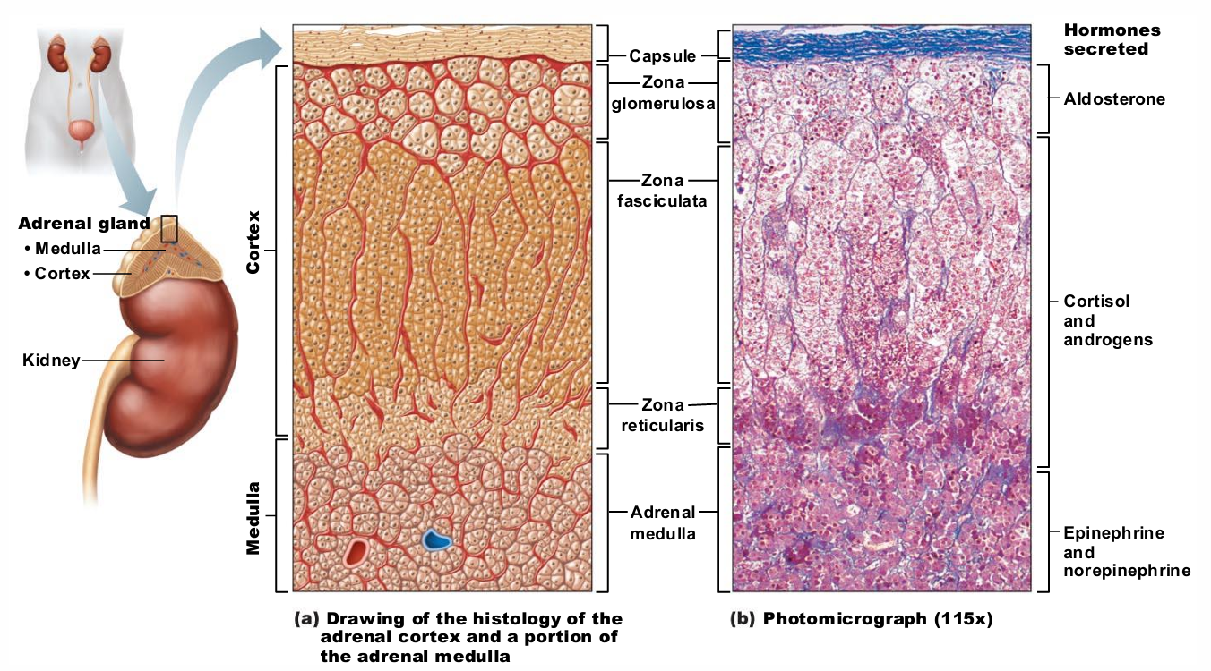 <ul><li><p>Three layers of cortex produce the different <span style="background-color: transparent; font-size: 1.6rem;"><span>corticosteroids</span></span></p><ol><li><p>Zona glomerulosa—mineralocorticoids</p></li><li><p>Zona fasciculata—glucocorticoids</p></li><li><p>Zona reticularis—gonadocorticoids</p></li></ol></li></ul><p></p>