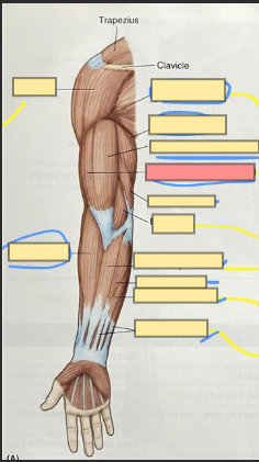 <p>flexes the lower arm</p>