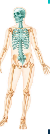<p>two divisions of bones </p>