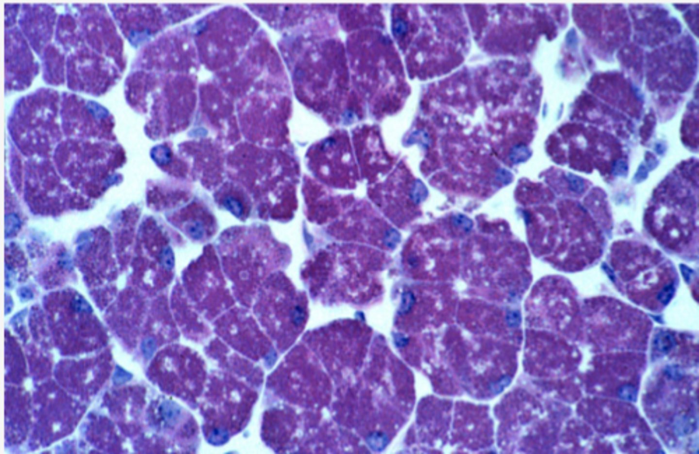 <p>Identify the gland</p>