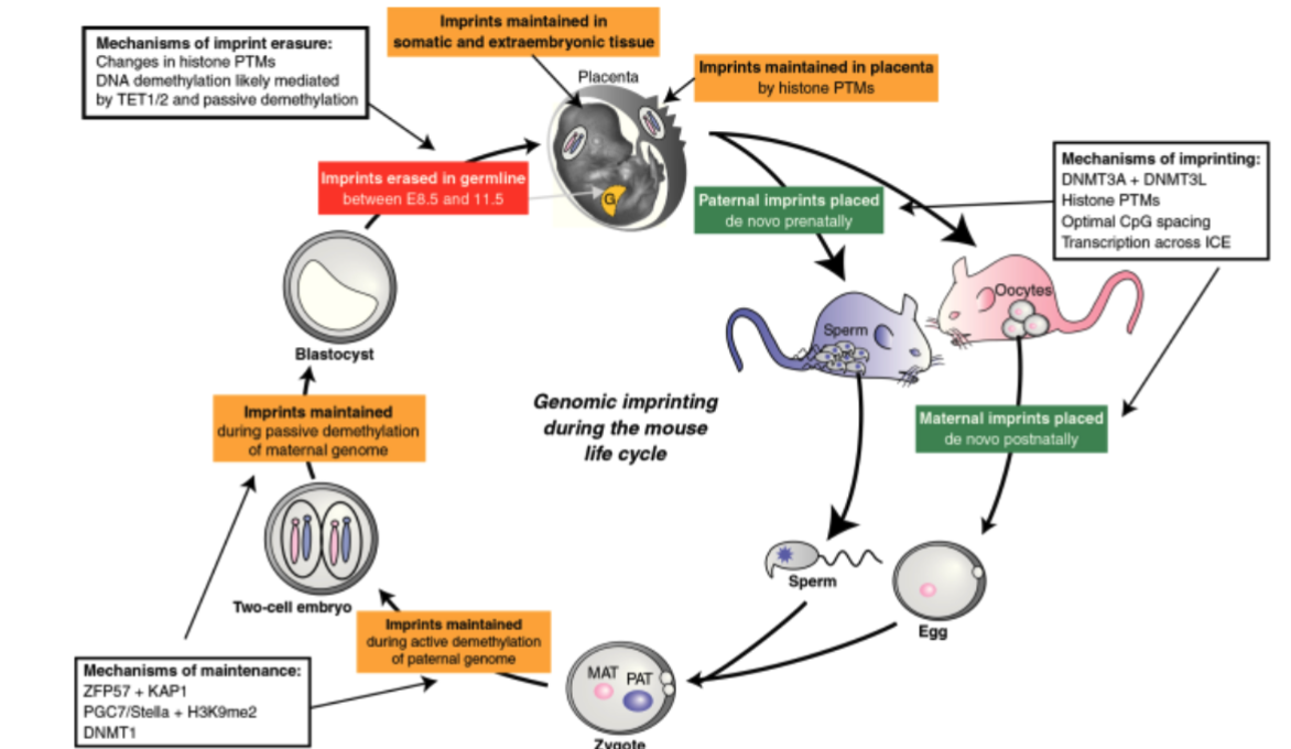 <img src="https://knowt-user-attachments.s3.amazonaws.com/ed2dcc5e-86db-4aef-b535-d31cb4bb2150.png" data-width="100%" data-align="center"><p></p>