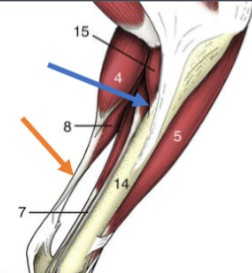 <p>(orange) muscles terminate in tendons that attach them to the periosteum of the bone, not the same as a ligament</p>